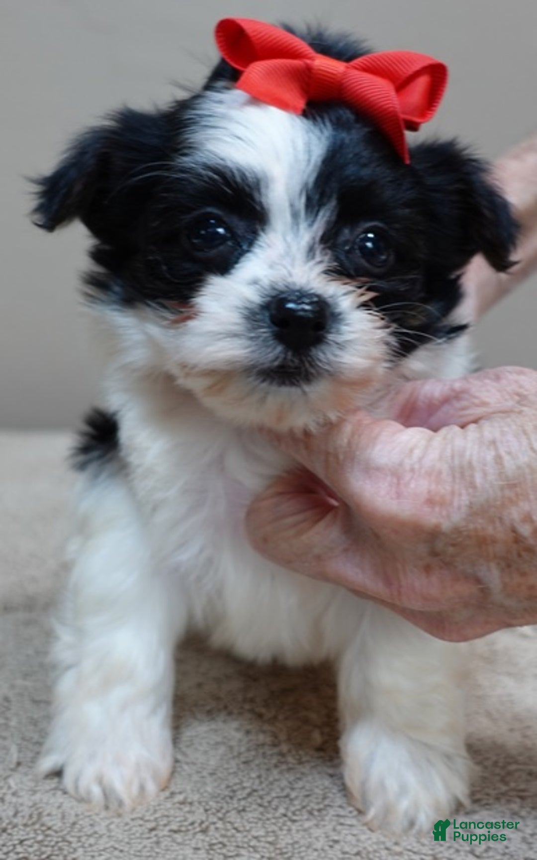 Yorkshire Terrier dogs for sale: Presley dob 10/13 - Ad 11