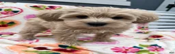 Miniature Schnauzer dogs for sale: Cali - Ad 10