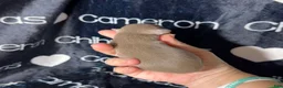 Chihuahua dogs for sale: Cannoli Lavender Smooth Coat - Ad 3