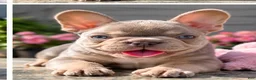 French Bulldog dogs for sale: Princess - Ad 6