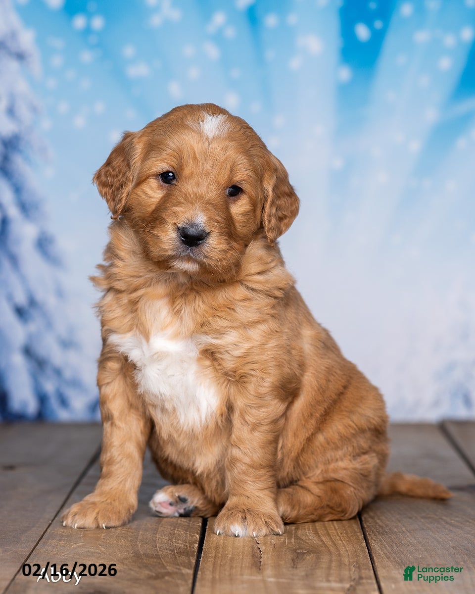 Goldendoodle dogs Abby - Ad 1