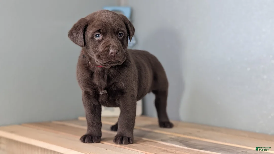 Labrador Retriever dogs for sale: Kobe - Ad 3