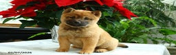 Shiba Inu dogs for sale: Kisses - Ad 5
