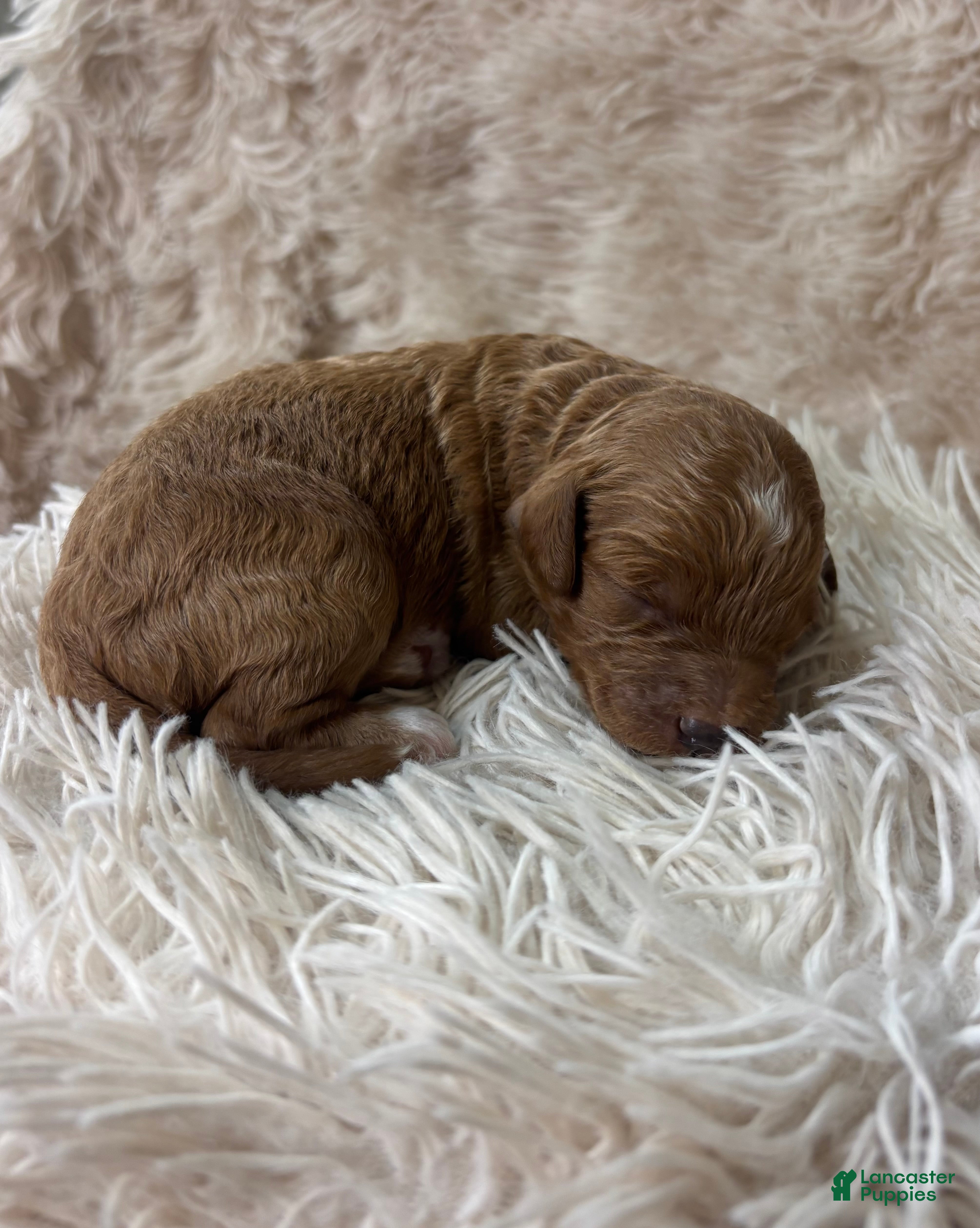 Cavapoo dogs for sale: Enzo - Ad 2