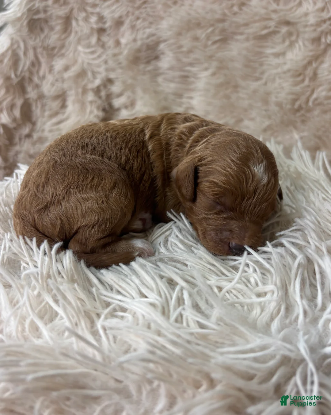 Cavapoo dogs for sale: Enzo - Ad 1