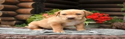 Boxador dogs for sale: Blondie - Ad 3