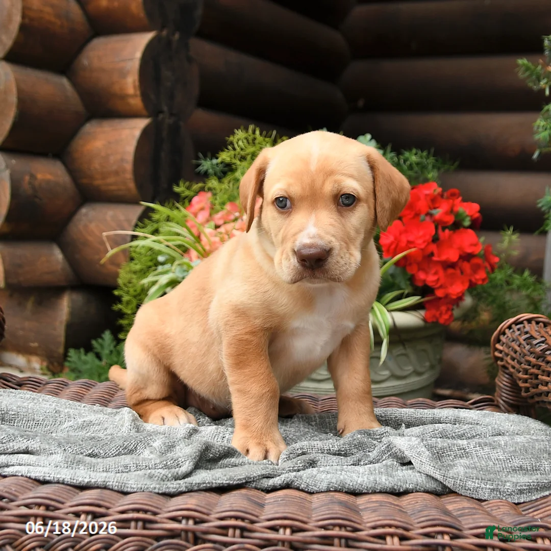 Boxador dogs for sale: Blondie - Ad 3