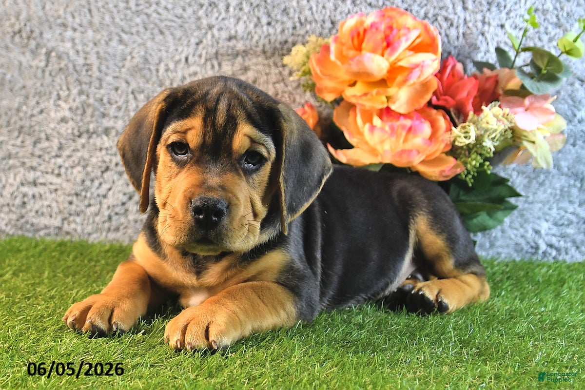Beabull dogs Turnner - Ad 1