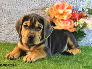 Beabull dogs for sale: Turnner - Ad 4