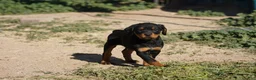 Rottweiler dogs for sale: Rottweiler F3 - Ad 4