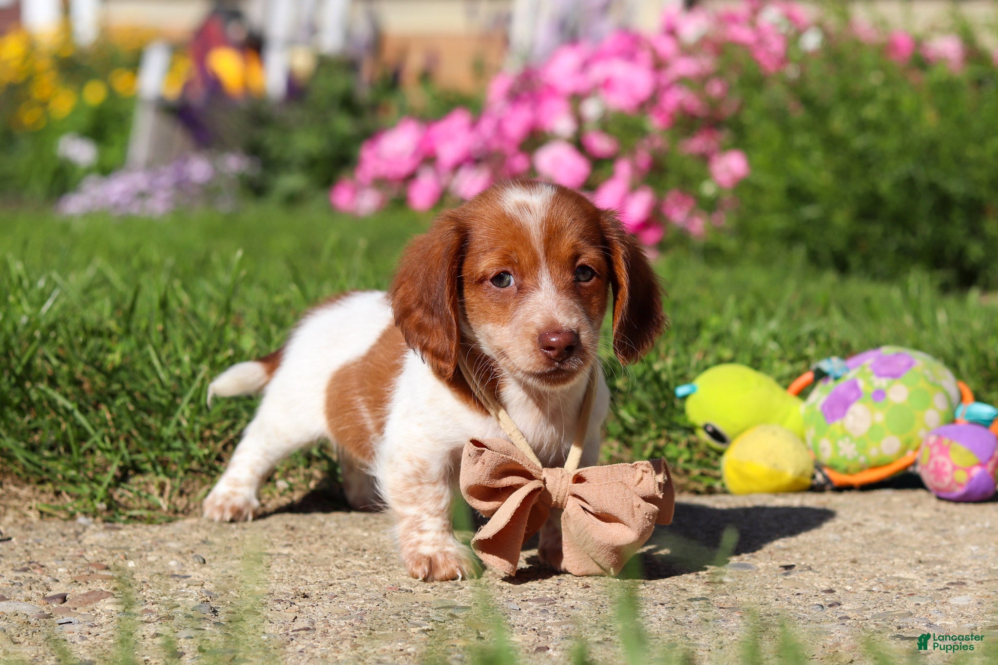 Dachshund dogs Maverick - Ad 2