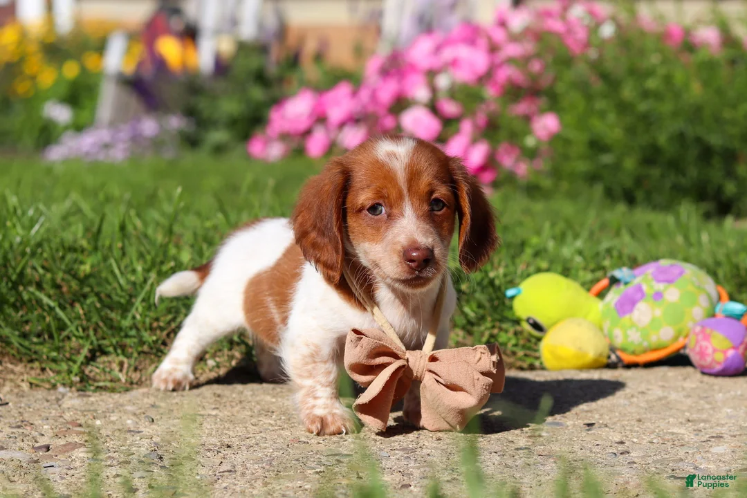 Dachshund dogs for sale: Maverick - Ad 2
