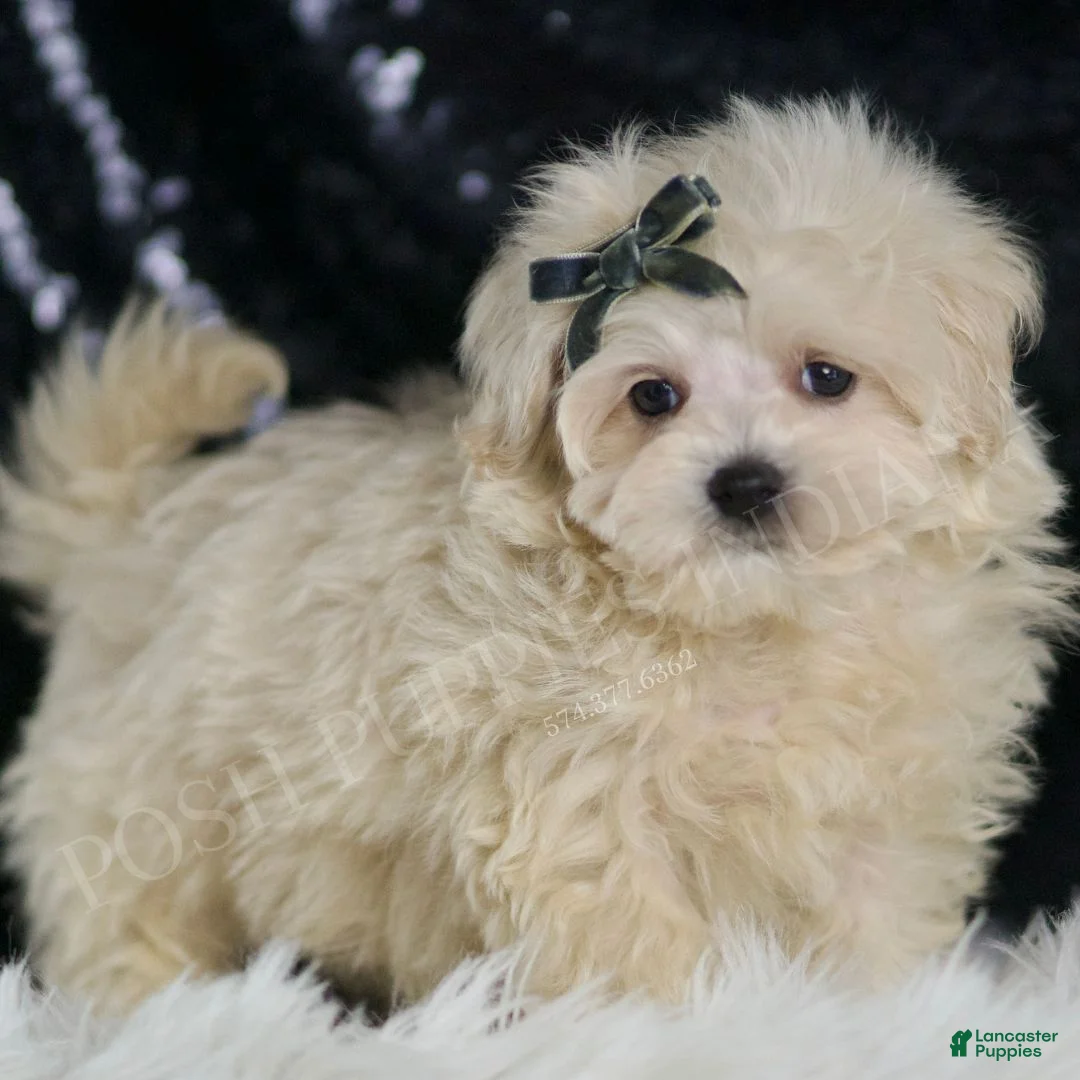 Maltipoo dogs for sale: JigglyPuff - Ad 1