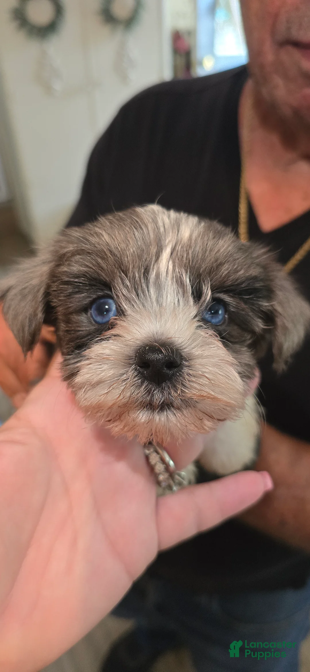 Yorkshire Terrier dogs for sale: 🩵 SKY XS BABY-DOLL FACE - Ad 2