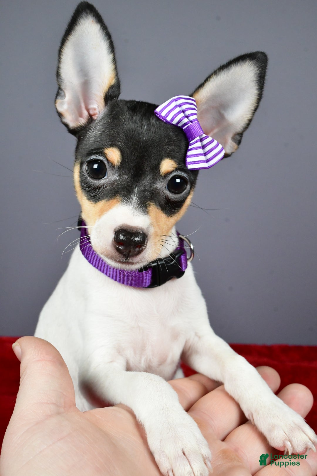 Toy Fox Terrier dogs for sale: Lucy - Ad 9
