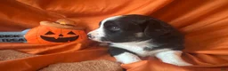Miniature Australian Shepherd dogs for sale: Finlay - Ad 4