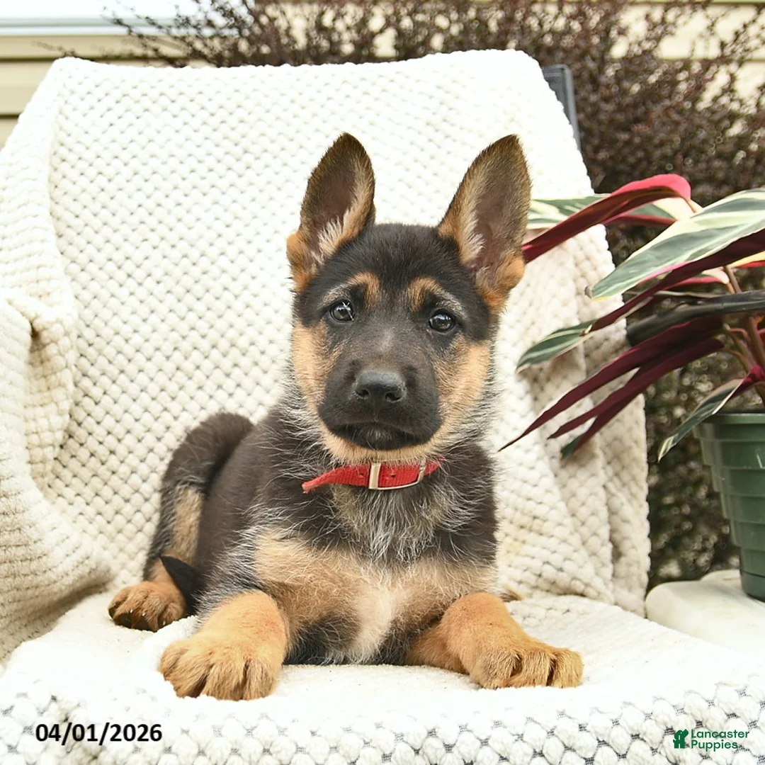 German Shepherd dogs for sale: Harriet  - Ad 3