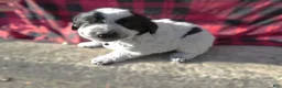 Great Pyrenees dogs for sale: Great Pyrenees Puppy 5 Roman - Ad 2