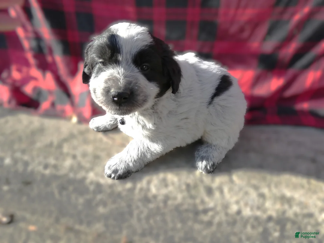 Great Pyrenees dogs for sale: Great Pyrenees Puppy 5 Roman - Ad 2
