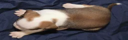 Puggle dogs for sale: Han - Ad 4