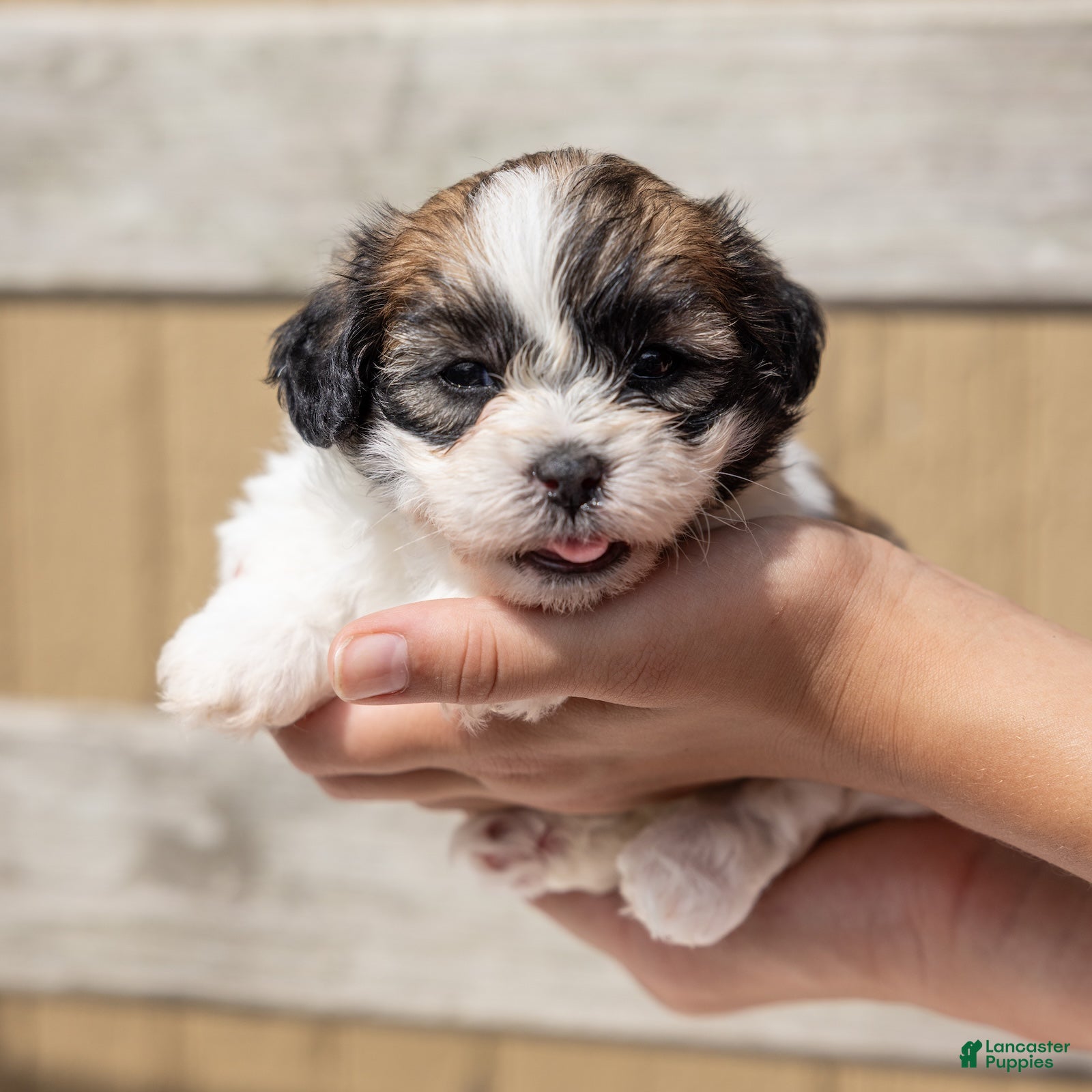 Teddy Bear dogs Cedar - Ad 1