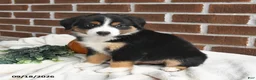 Miniature Australian Shepherd dogs for sale: Harmony - Ad 3