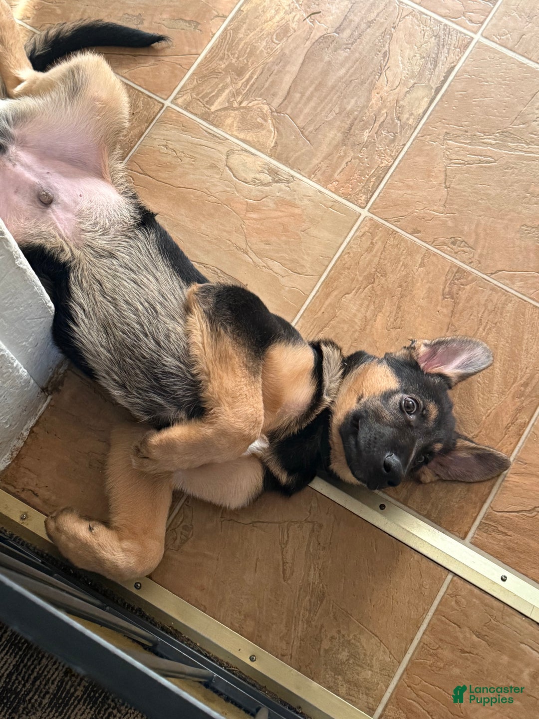 German Shepherd dogs for sale: German Shepherd puppy  - Ad 9