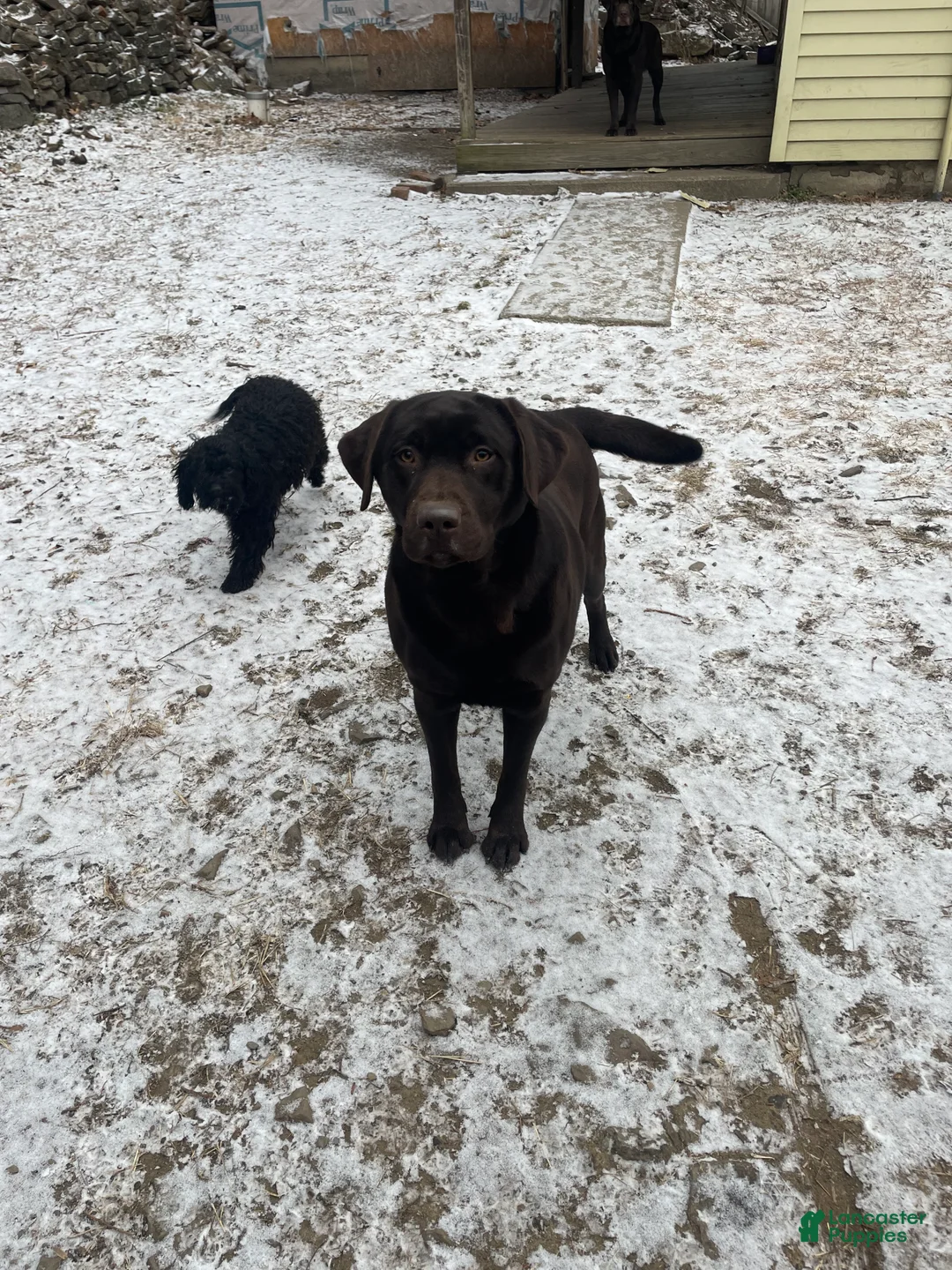 Labrador Retriever dogs for sale: Labrador Retriever Collar Yellow  - Ad 5