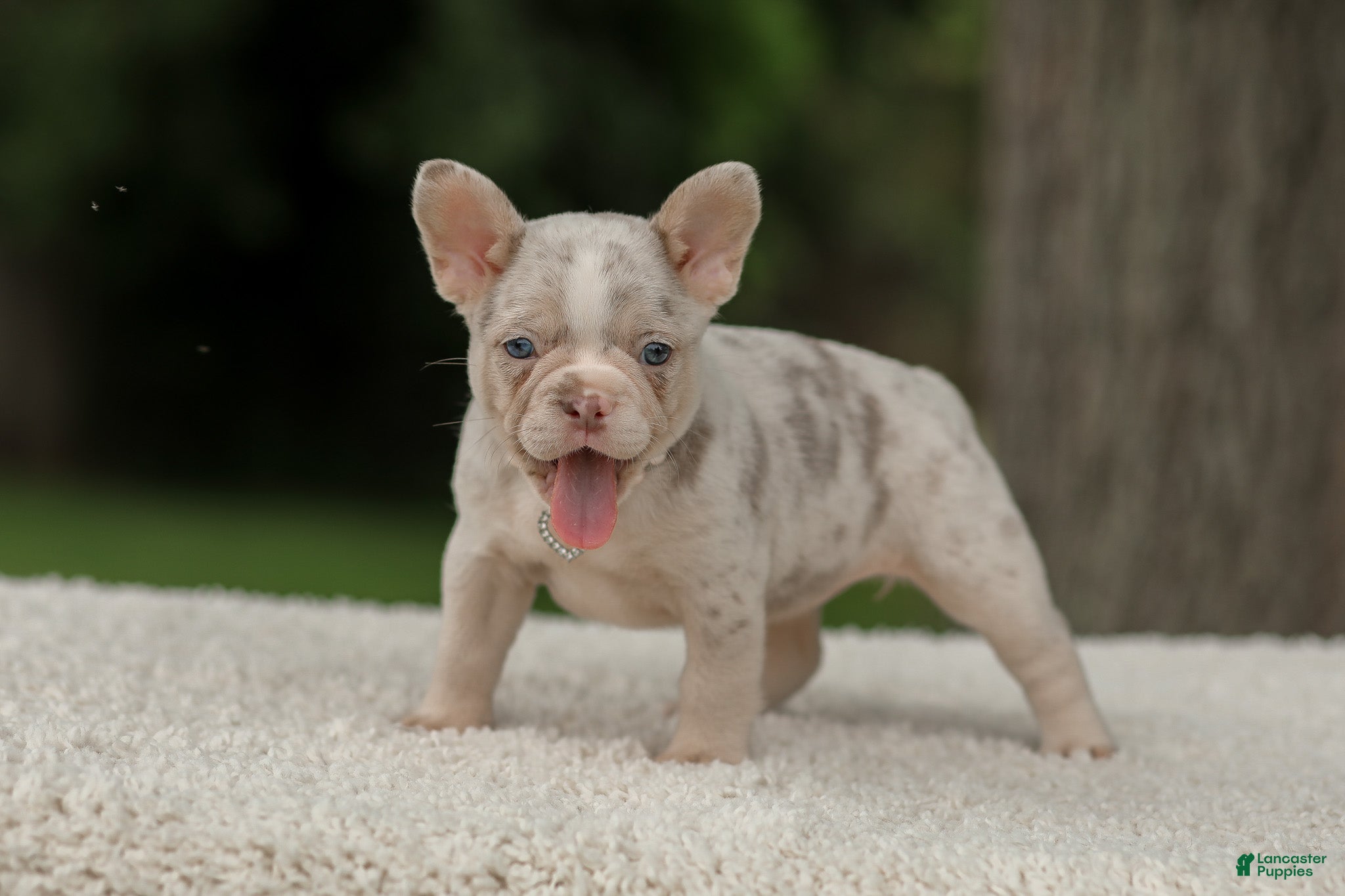 French Bulldog dogs Dora - Ad 1