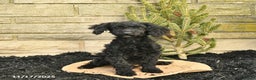Toy Poodle dogs for sale: Shiloh House Raised - Ad 2