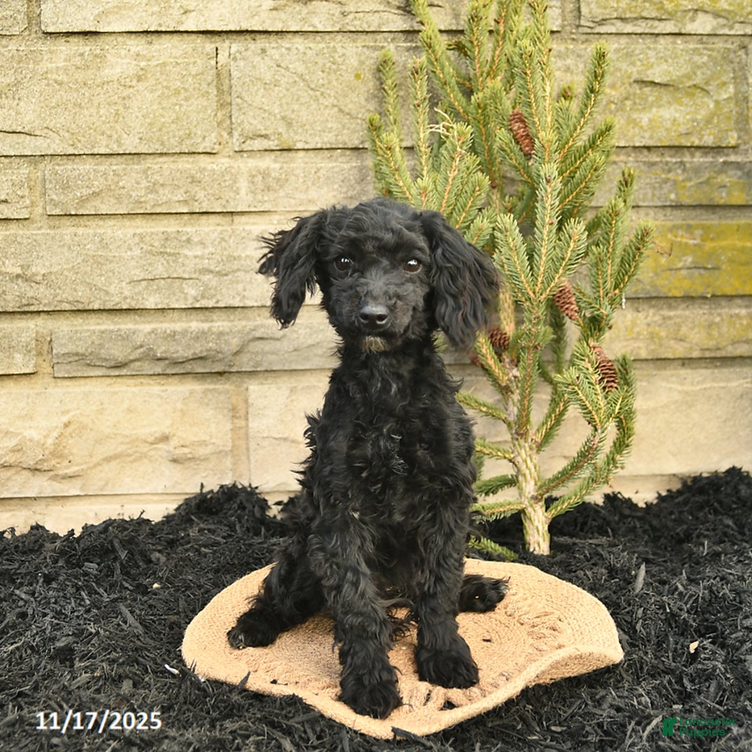 Toy Poodle dogs for sale: Shiloh House Raised - Ad 2