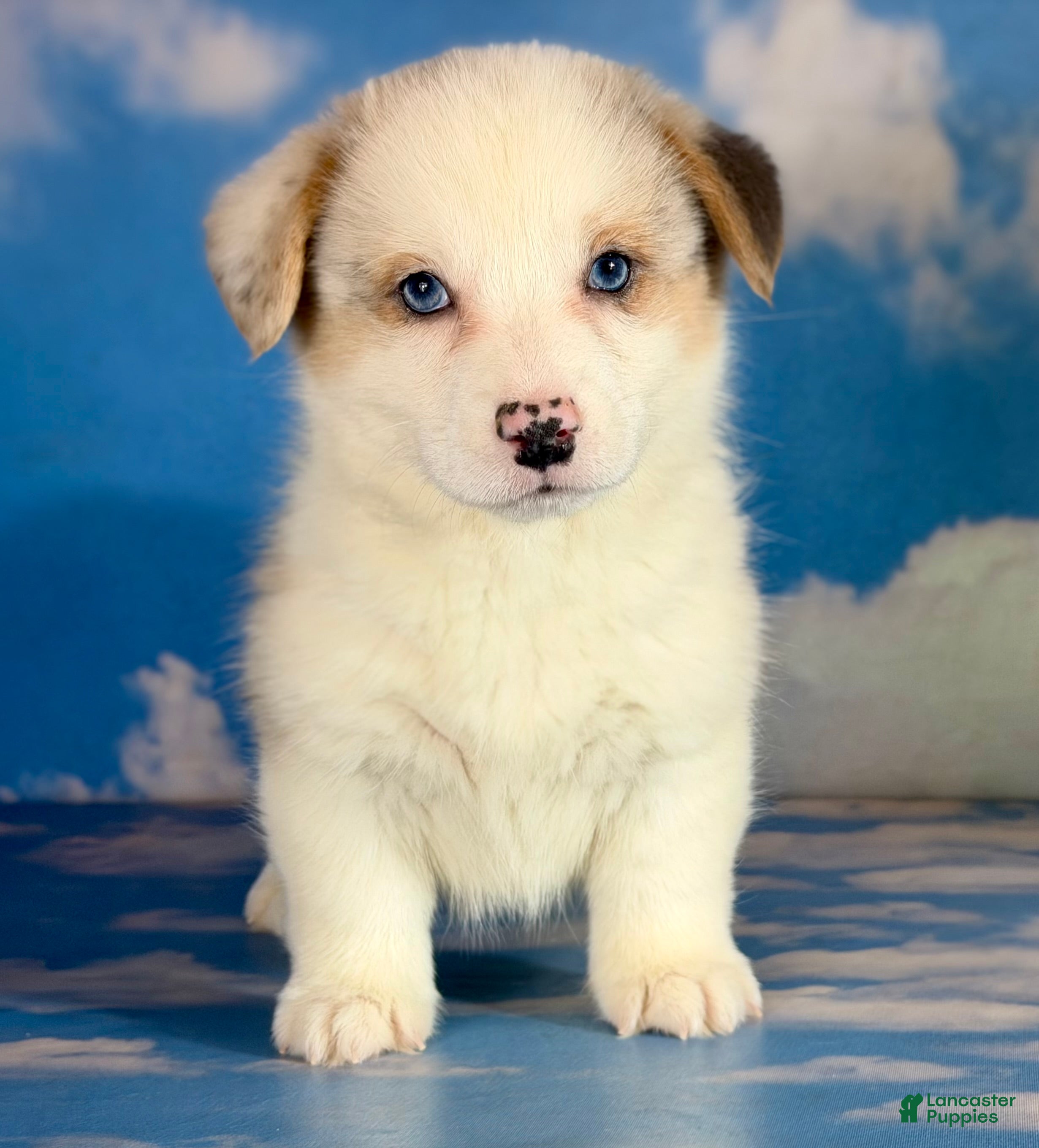 Welsh Corgi Pembroke dogs ACA 2 blue eyes Frost DNA clear bobtail Bluie Fluffy Carrier  - Ad 38