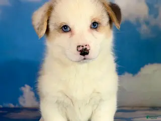 Welsh Corgi Pembroke dogs ACA 2 blue eyes Frost DNA clear bobtail Bluie Fluffy Carrier - Ad 38