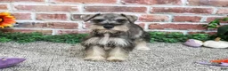 Miniature Schnauzer dogs for sale: Dior - Ad 5