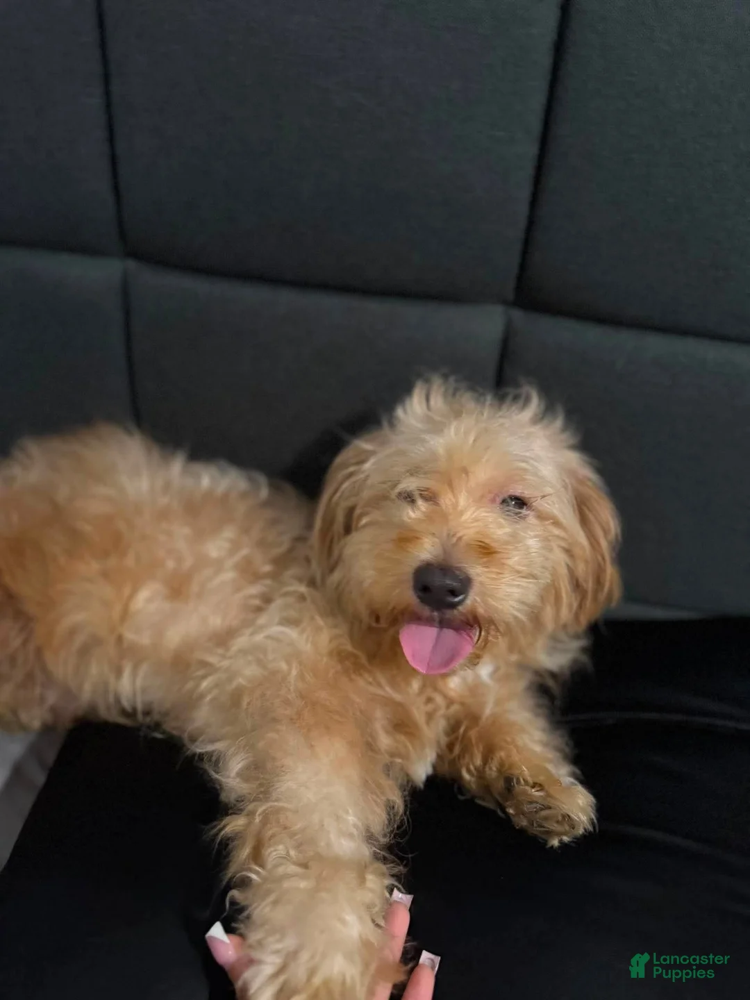 Havapoo dogs for sale: Ranger! - Ad 1