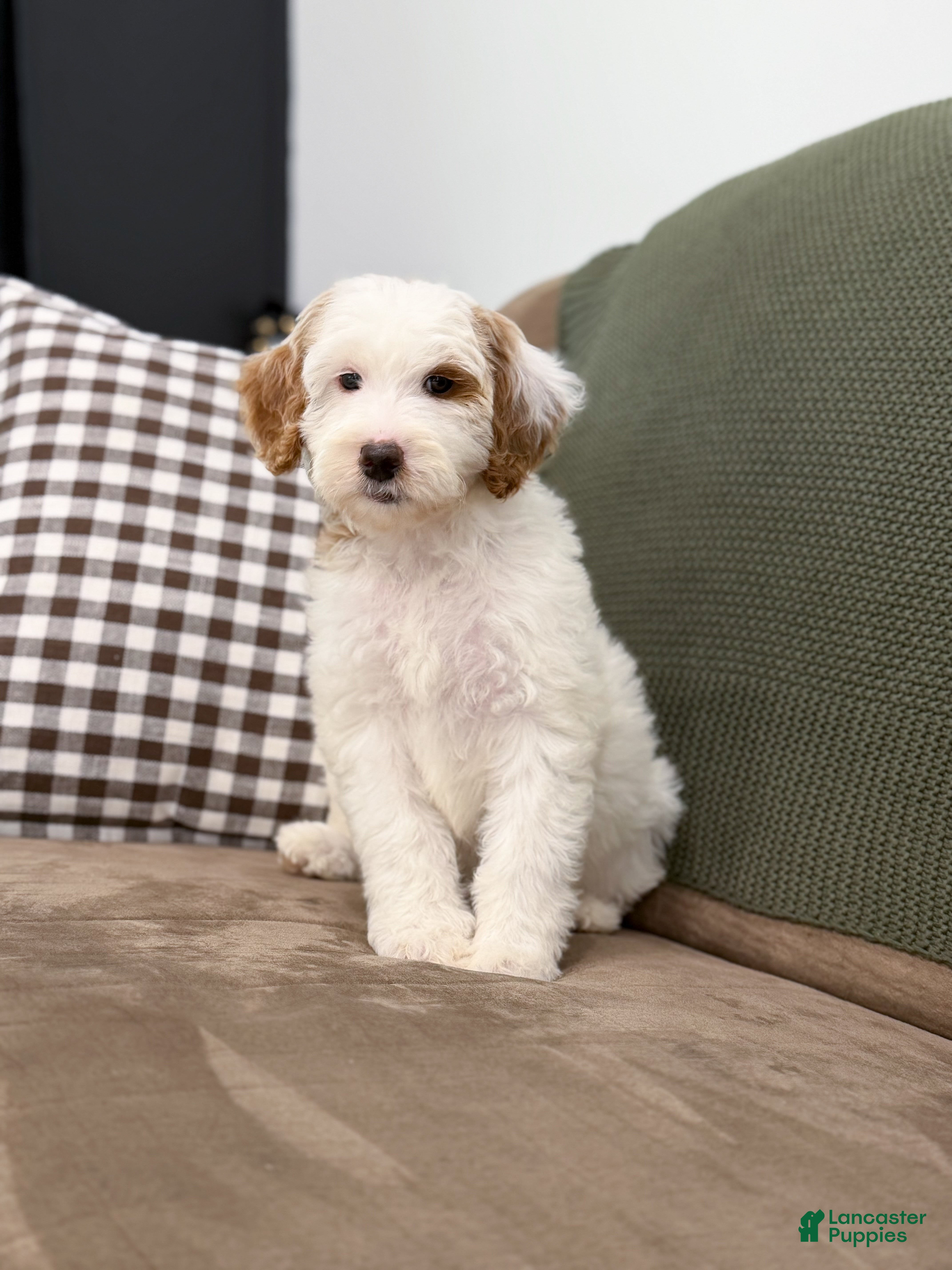 Goldendoodle dogs for sale: Hello I’m Skye🎀 - Ad 1