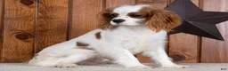 Cavalier King Charles Spaniel dogs for sale: Hunter - Ad 3