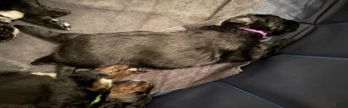 Purple collar