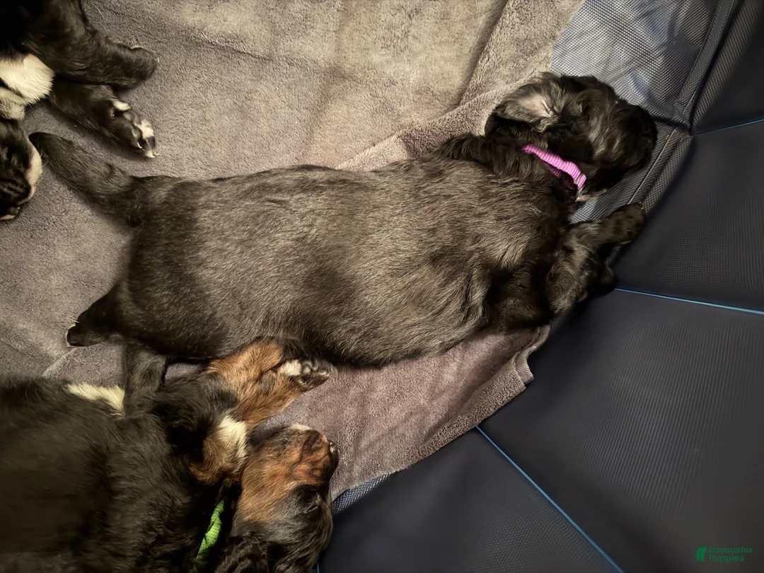 Mixed Breed dogs for sale: Purple collar - Ad 1
