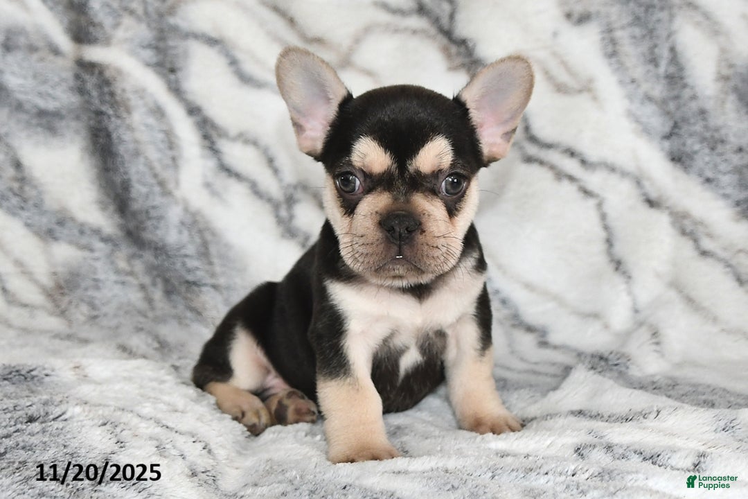 French Bulldog dogs for sale: Loni - Ad 2