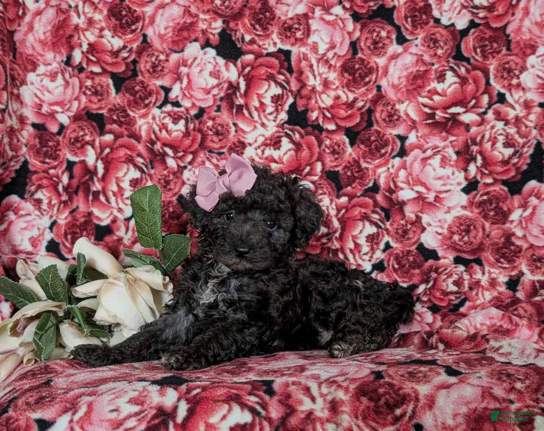 Miniature Poodle dogs for sale: Paloma - Ad 2