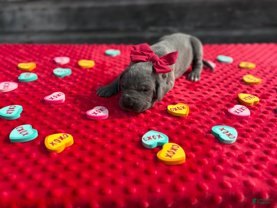 Great Dane dogs for sale: Great Dane - Red - Ad 3