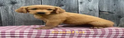 Mixed Breed dogs for sale: Sasha - Ad 5