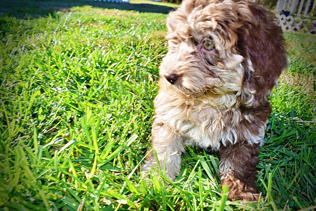 Havapoo dogs for sale: Jimbo - Ad 7