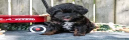 Mixed Breed dogs for sale: Midnight - Ad 2