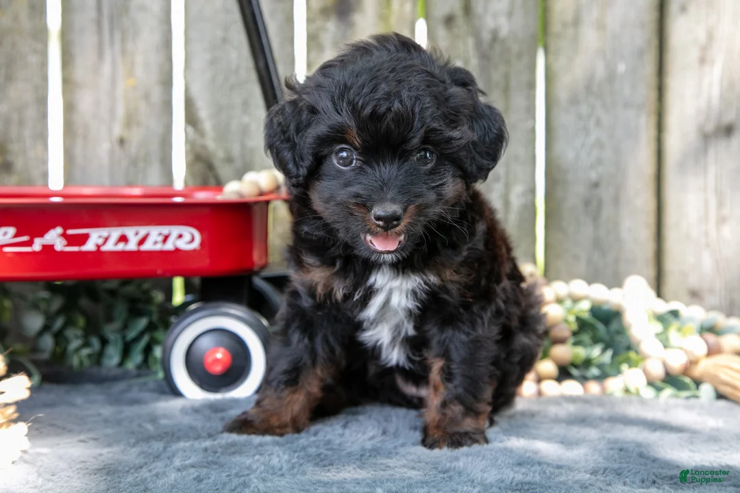 Mixed Breed dogs for sale: Midnight - Ad 2