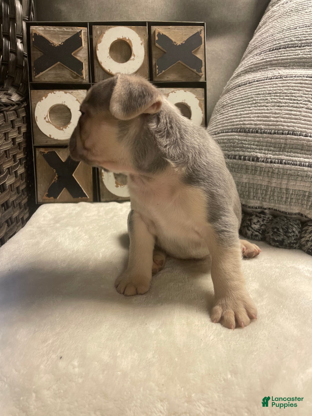 French Bulldog dogs for sale: French Bulldog Puppy 3 - Ad 6