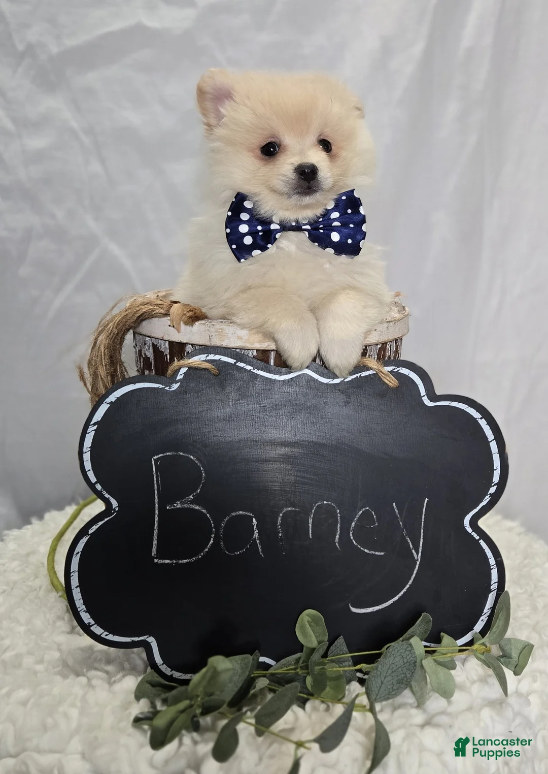 Pomeranian dogs for sale: Barney - Ad 6