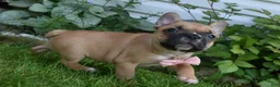 Frug dogs for sale: Lacey  - Ad 4