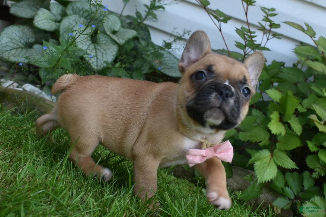Frug dogs for sale: Lacey  - Ad 4